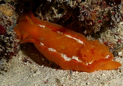 Raja Ampat 2016 - Hexabranchus sanguineus - Spanish Dancer - Danseuse Espagnole - IMG_5474_rc